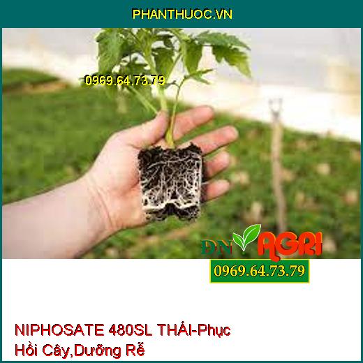 NIPHOSATE 480SL THÁI- Phục Hồi Cây, Hạ Phèn, Dưỡng Rễ, Xuống Trái Nhanh