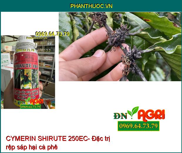 CYMERIN SHIRUTE 250EC- Thuốc Trừ Sâu Cuốn Lá, Sâu Đục Thân, Bọ Xít Hại Lúa