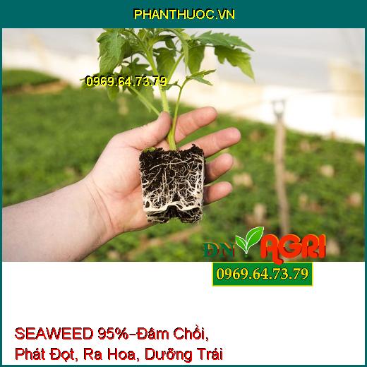 PHÂN BÓN LÁ HỮU CƠ KHOÁNG SEAWEED 95% –Đâm Chồi, Phát Đọt, Ra Hoa, Dưỡng Trái