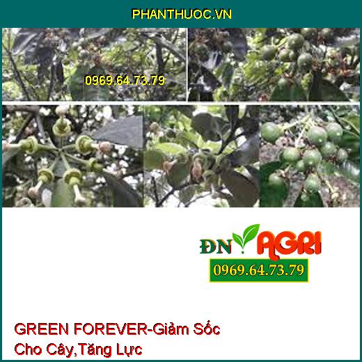 PHÂN BÓN VI LƯỢNG GREEN FOREVER - Giảm Sốc Cho Cây Trồng, Tăng Lực, Tăng Đề Kháng