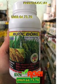 RƯỚC ĐÒNG -SIÊU MẬP BÔNG-Dài Bông Nhiều Hạt-Trổ Bông Đồng Loạt