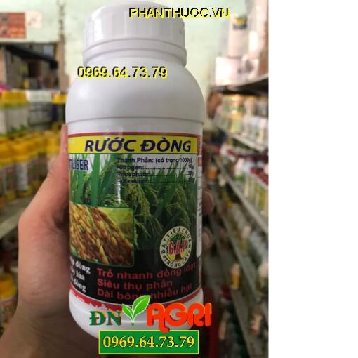 RƯỚC ĐÒNG -SIÊU MẬP BÔNG-Dài Bông Nhiều Hạt-Trổ Bông Đồng Loạt