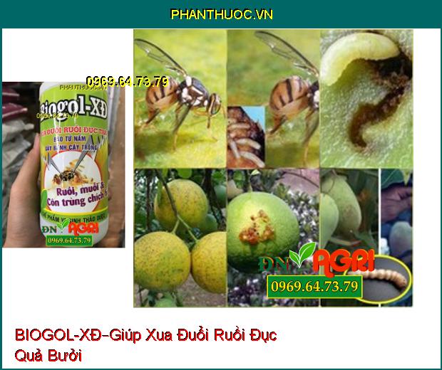 CHẾ PHẨM VI SINH THẢO DƯỢC BIOGOL – XĐ –Xua Đổi Ruồi Đục Trái , Côn Trùng