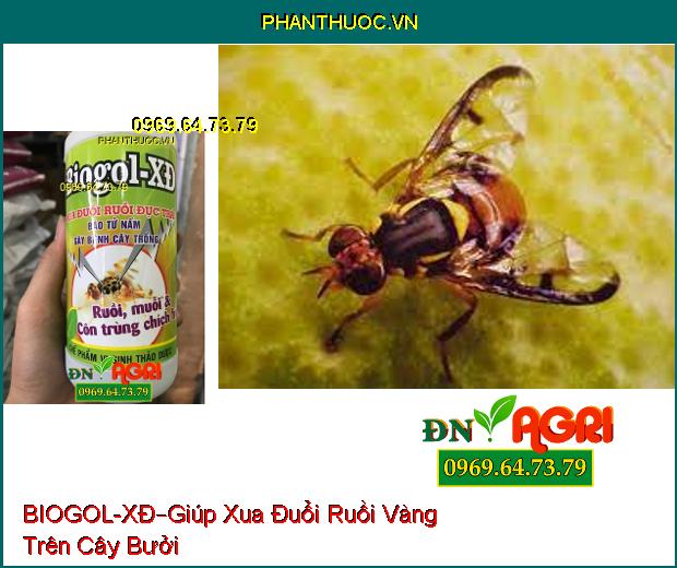 CHẾ PHẨM VI SINH THẢO DƯỢC BIOGOL – XĐ –Xua Đổi Ruồi Đục Trái , Côn Trùng