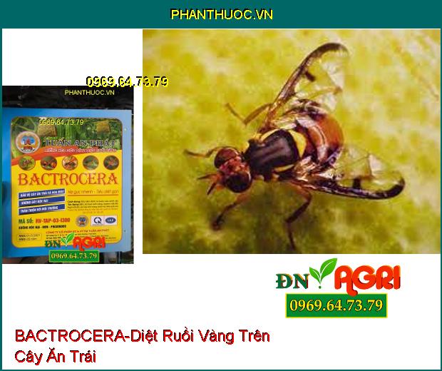 MIẾNG KEO SIÊU DÍNH DIỆT RUỒI VÀNG BACTROCERA-Diệt Ruồi Vàng, Côn Trùng