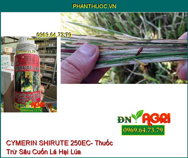 CYMERIN SHIRUTE 250EC- Thuốc Trừ Sâu Cuốn Lá, Sâu Đục Thân, Bọ Xít Hại Lúa