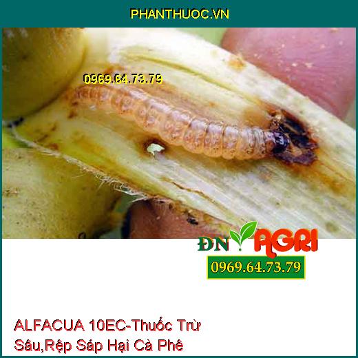 ALFACUA 10EC - Thuốc Trừ Sâu, Rệp Sáp Hại Cà Phê, Bọ Xít Muỗi, Sâu Khoang