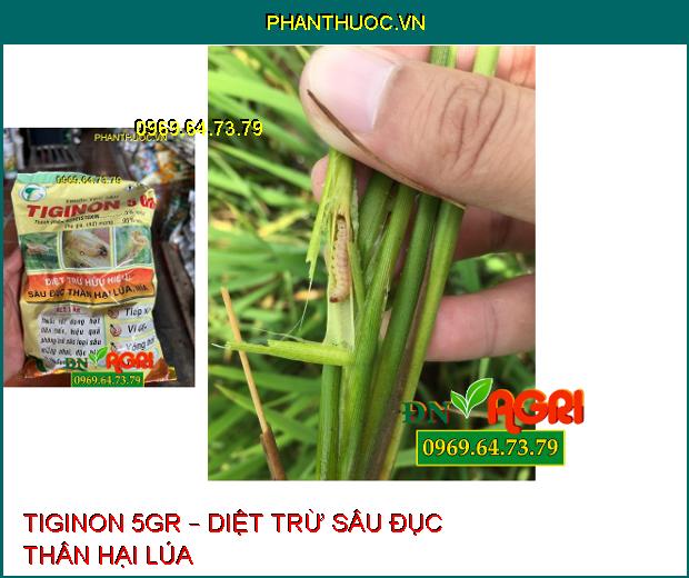 THUỐC TRỪ SÂU TIGINON 5GR – DIỆT TRỪ SÂU ĐỤC THÂN HẠI LÚA, MÍA