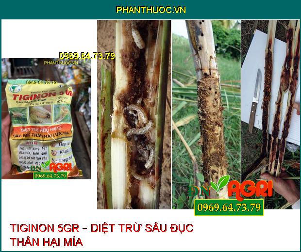 THUỐC TRỪ SÂU TIGINON 5GR – DIỆT TRỪ SÂU ĐỤC THÂN HẠI LÚA, MÍA