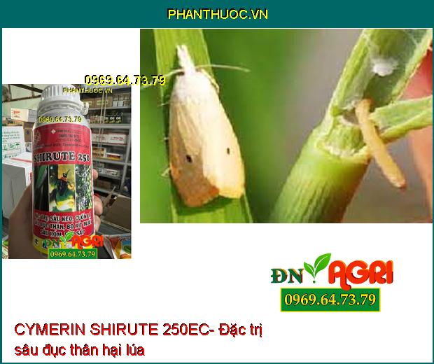 CYMERIN SHIRUTE 250EC- Thuốc Trừ Sâu Cuốn Lá, Sâu Đục Thân, Bọ Xít Hại Lúa