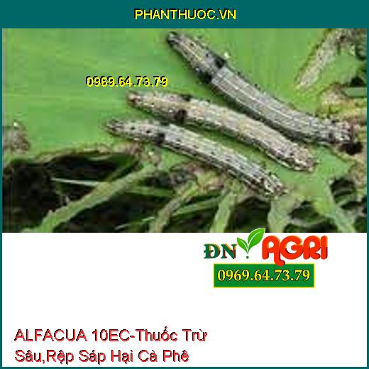 ALFACUA 10EC - Thuốc Trừ Sâu, Rệp Sáp Hại Cà Phê, Bọ Xít Muỗi, Sâu Khoang