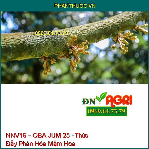 PHÂN BÓN NNV16 – OBA JUM 25 –Thúc Đẩy Phân Hóa Mầm Hoa, Đẻ Nhánh Khỏe, Nặng Hạt