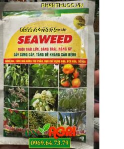 SEAWEED RONG BIỂN CAO CẤP – Nuôi Trái Lớn, Sáng Trái,Nặng Ký