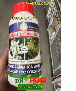 SIÊU LÂN ĐỎ – PHÂN HÓA MẦM HOA CỰC MẠNH – RA HOA ĐỒNG LOẠT