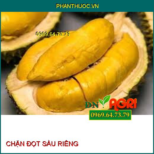 CHẶN ĐỌT SẦU RIÊNG-Khắc Phục Hiện Tượng Sượng Trái, Phát Triển Trái Tròn Đều