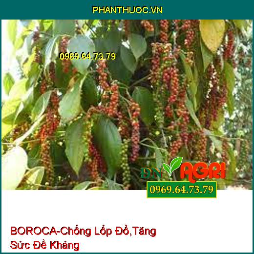 PHÂN BÓN LÁ TRUNG VI LƯỢNG-BOROCA-Chống Lốp Đổ, Tăng Sức Đề Kháng, Lớn Trái