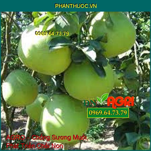 PHÂN BÓN VI LƯỢNG AGRO –Vượt Qua Stress Do Hạn, Sương Muối, Phát Triển Chồi Non