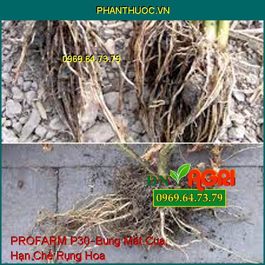 PROFARM P30 –Bung Mắt Cua Nhanh, Đồng Loạt, Kéo Bông Nhanh, Hạn Chế Rụng Hoa