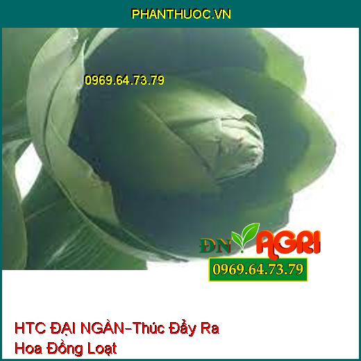 HTC ĐẠI NGÀN–Thúc Đẩy Ra Hoa Đồng Loạt