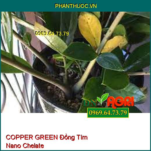 COPPER GREEN Đồng Tím Nano Chelate - Rửa Vườn, Kháng Vàng Lá, Nứt Thân, Thối Trái