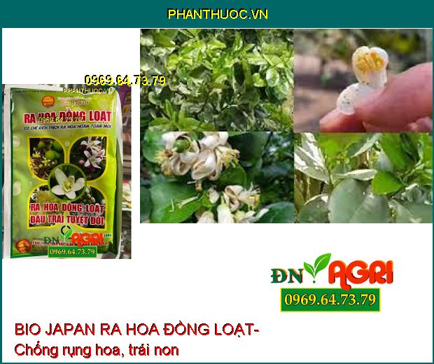 BIO JAPAN RA HOA ĐỒNG LOẠT- Kích Ra Hoa Đồng Loạt, Đậu Trái Cao