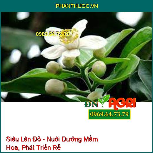 Siêu Lân Đỏ - Nuôi Dưỡng Mầm Hoa, Phát Triển Rễ, Phân Hóa Mầm Non