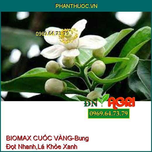 PHÂN BÓN BIOMAX CUỐC VÀNG – Bung Đọt Cực Nhanh, Lá Khỏe Xanh Mướt Lá