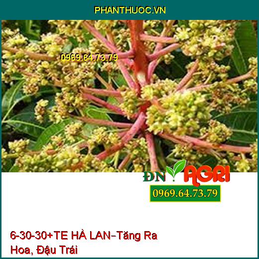 PHÂN BÓN LÁ 6-30-30+TE – HÀ LAN –Hạn Chế Bệnh Thán Hư, Tăng Ra Hoa, Đậu Trái