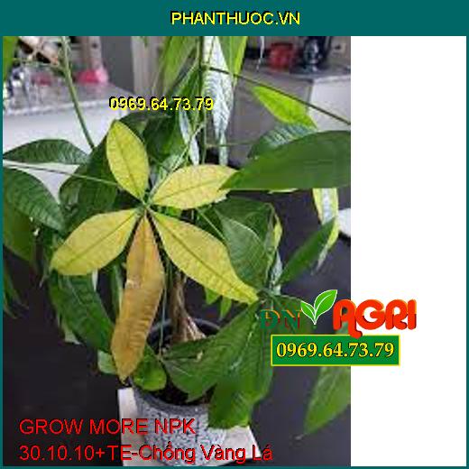 GROW MORE NPK 30.10.10+TE-Phục Hồi Đất Bị Bạc, Vàng Lá, Tăng Vị Ngot, Bóng Trái