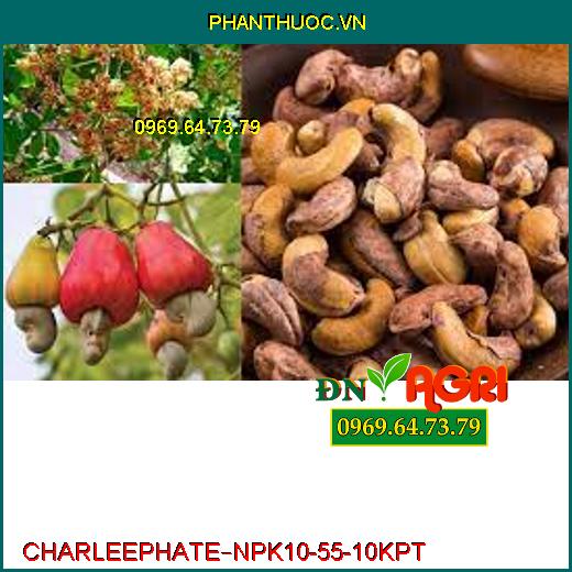 PHÂN BÓN LÁ CAO CẤP CHARLEEPHATE – NPK 10-55-10 KPT –Bung Chồi Cực