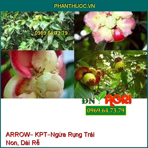 PHÂN BÓN LÁ ARROW – KPT –Ngăn Ngừa Rụng Trái Non, Mộc Mọng Sớm , Dài Rễ