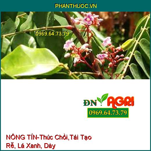 PHÂN BÓN NÔNG TÍN-Thúc Chồi, Cung Cấp Khoáng Amin, Tái Tạo Rễ, Lá Xanh, Dày