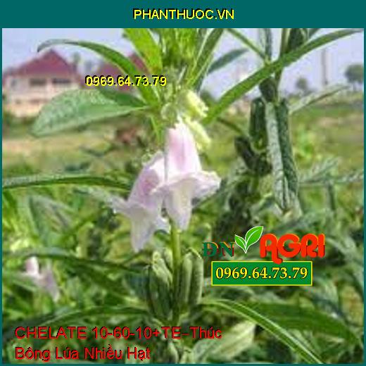 PHÂN BÓN LÁ CHẾ PHẨM CHELATE 10-60-10 + TE –Tạo Mầm Hoa, Thúc Bông Lúa Nhiều Hạt