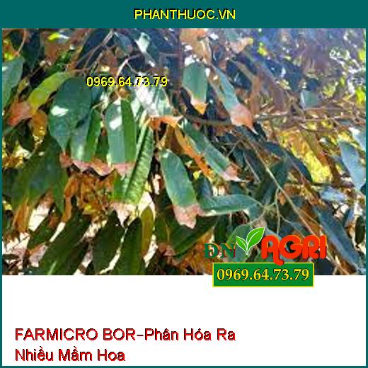 PHÂN BÓN FARMICRO – BOR –Hạn Chế Thiếu Kẽm, Phân Hóa Ra Nhiều Mầm Hoa