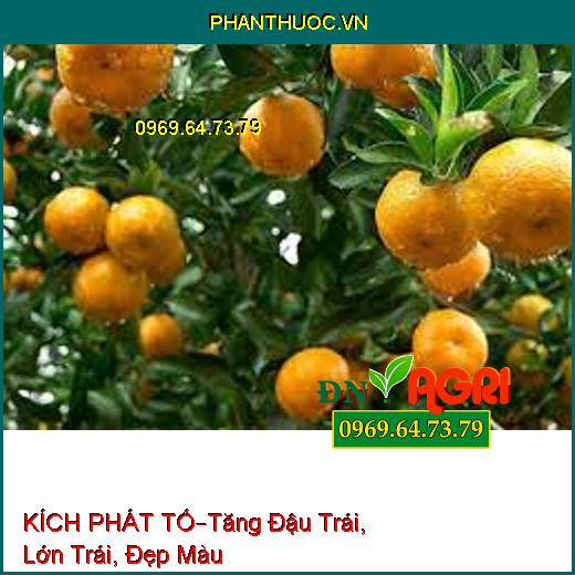 PHÂN BÓN KÍCH PHÁT TỐ –Kích Thích Mầm Hoa, Tăng Đậu Trái, Lớn Trái, Đẹp Màu