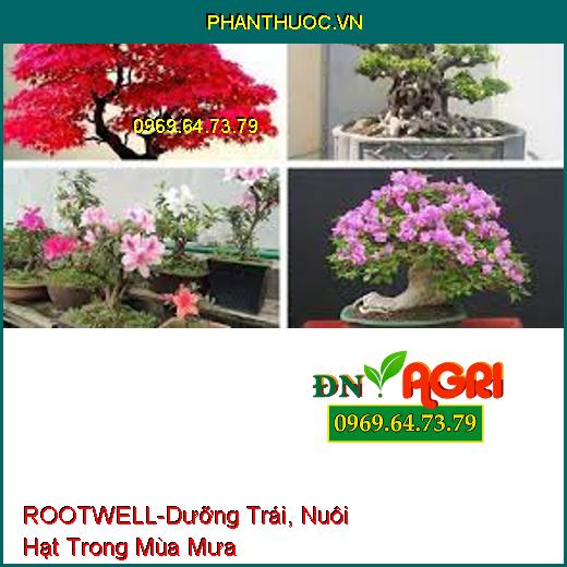 PHÂN BÓN LÁ HỮU CƠ KHOÁNG ROOTWELL –Dưỡng Trái, Nuôi Hạt Trong Mùa Mưa