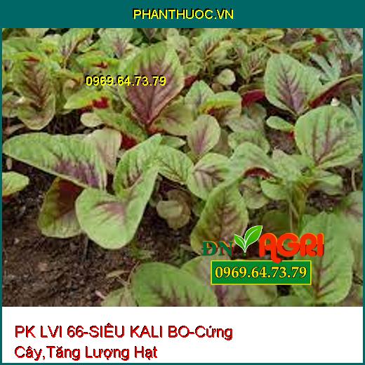 PHÂN BÓN HỖN HỢP PK LVI 66 – SIÊU KALI – BO –Cứng Cây, Tăng Số Lượng Hạt