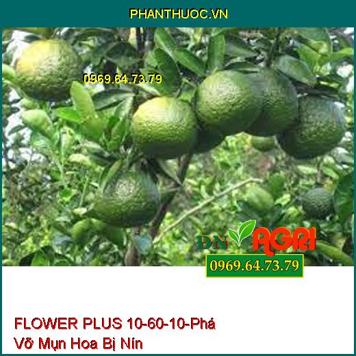 PHÂN BÓN FLOWER PLUS 10-60-10 – Phá Vỡ Mụn Hoa Bị Nín, Nghẹn Hoa Chai Đầu