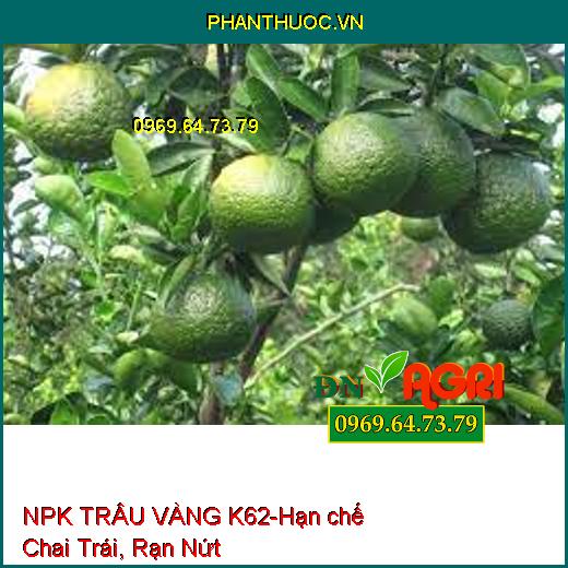 PHÂN BÓN HỖN HỢP NPK – TRÂU VÀNG K62 –Trái Đồng Đều, Hạn chế Chai Trái, Rạn Nứt