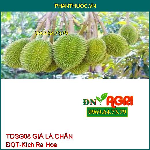 TDSG08 GIÀ LÁ, CHẶN ĐỌT- Ức Chế Đọt Non, Kích Ra Hoa, Kéo Mầm Hoa