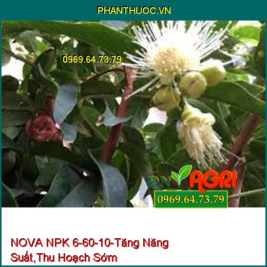 PHÂN BÓN HỖN HỢP CAO CẤP NOVA NPK 6-60-10-Tăng Năng Suất, Thu Hoạch Sớm