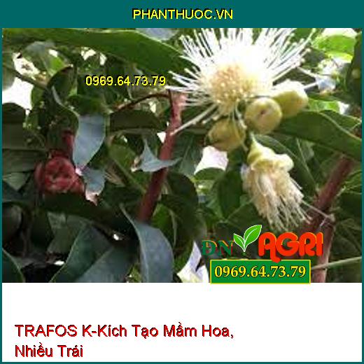 TRAFOS K- Tạo Kháng Thể Cho Cây, Kích Tạo Mầm Hoa, Nhiều Trái