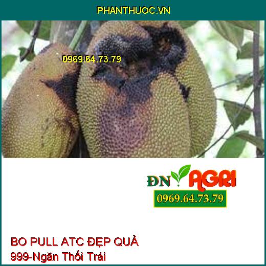 BO PULL ATC ĐẸP QUẢ 999- Tăng Thụ Phấn, Ra Hoa Đều, Ngăn Thối Trái