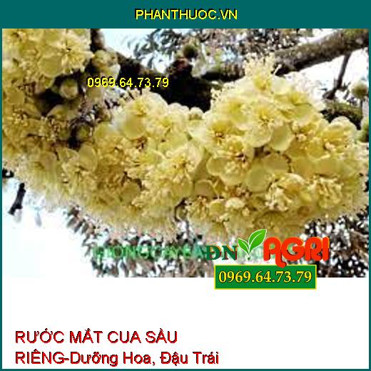 RƯỚC MẮT CUA SẦU RIÊNG- Bung Mắt Cua Đồng Loạt, Dưỡng Hoa, Đậu Trái