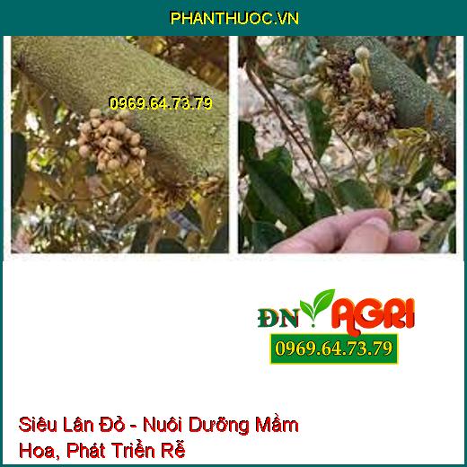 Siêu Lân Đỏ - Nuôi Dưỡng Mầm Hoa, Phát Triển Rễ, Phân Hóa Mầm Non