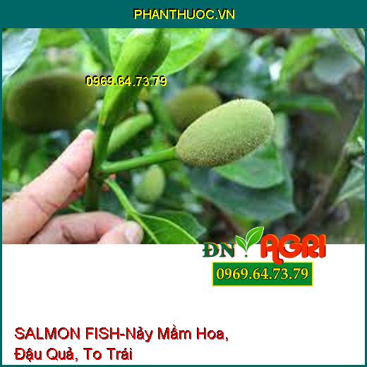 SALMON FISH - Kích Thích Nảy Mầm Hoa, Đậu Quả, Bung Đọt, To Trái, Ra Rễ