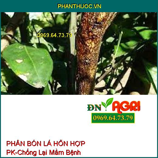 PHÂN BÓN LÁ HỖN HỢP PK-Chống Lại Mầm Bệnh, Kích Thích Rễ Phát Triễn