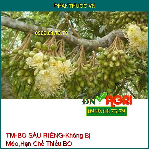 PHÂN BÓN TM-BO SẦU RIÊNG-Trái Thụ Phấn Không Bị Méo, Hạn Chế Hiện Tượng Thiếu BO