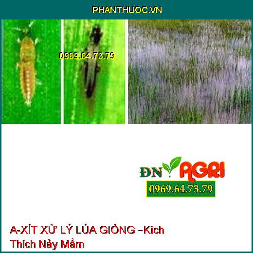 A-XÍT XỬ LÝ LÚA GIỐNG –Kích Thích Nảy Mầm