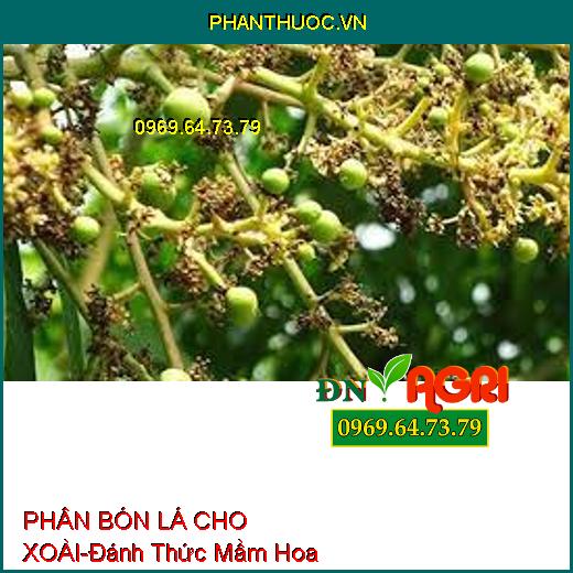 PHÂN BÓN LÁ CHO XOÀI-Đánh Thức Mầm Hoa, Tăng Khả Năng Thụ Phấn, Chống Chai Đọt